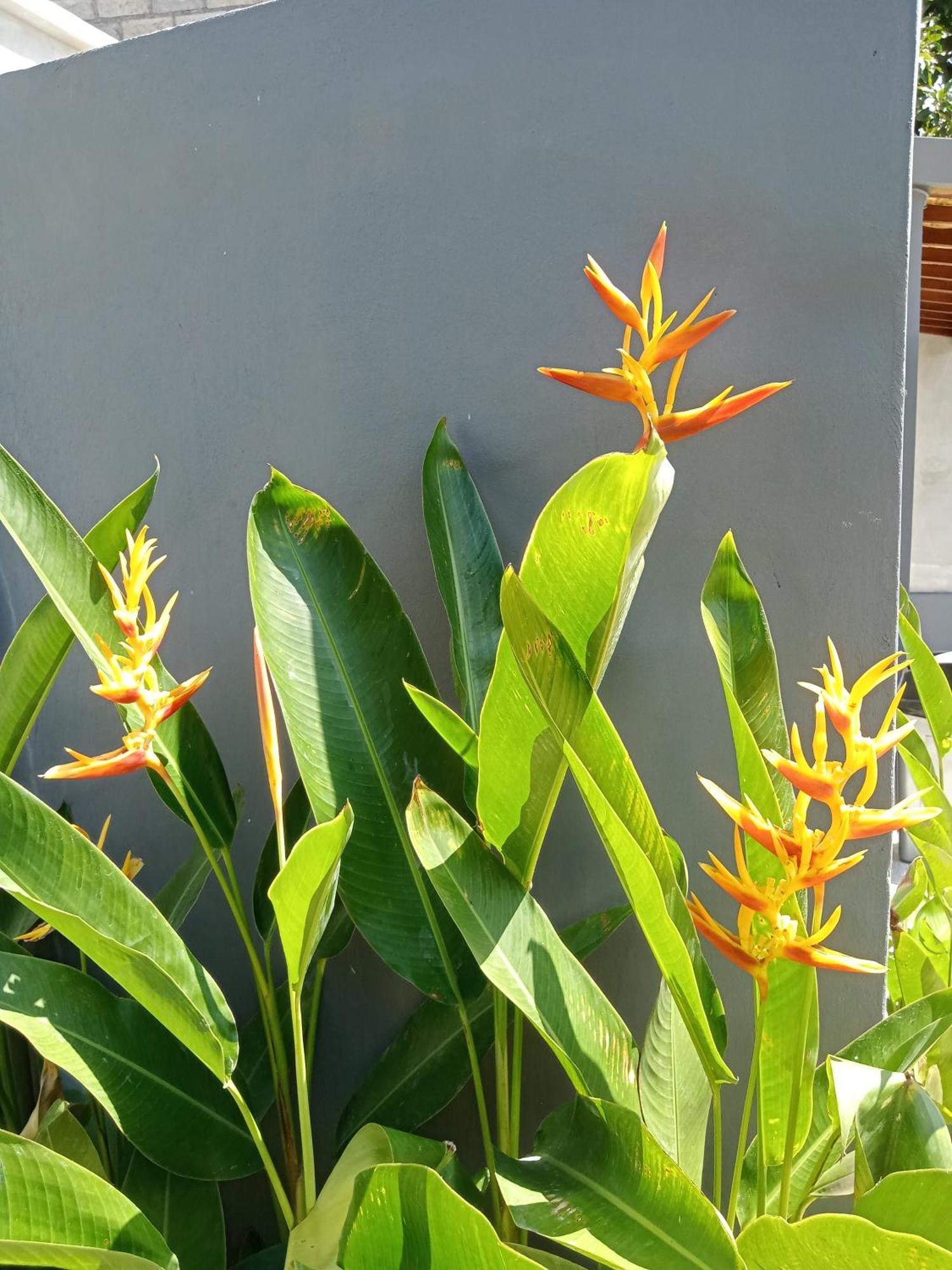 Parama Balangan Uluwatu (Bali)